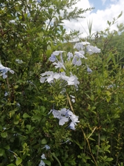 Plumbago auriculata