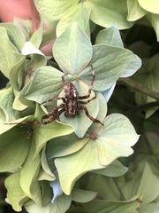 Araneus saevus