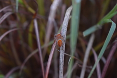 Phidippus cardinalis