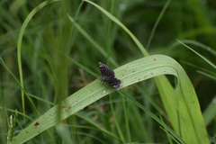 Pholisora mejicanus