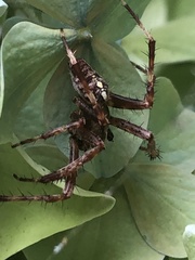 Araneus saevus