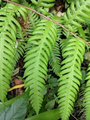 Woodwardia unigemmata