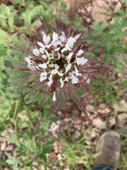 Polanisia dodecandra