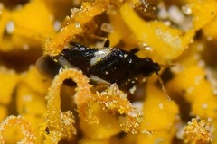 Anthocoridae