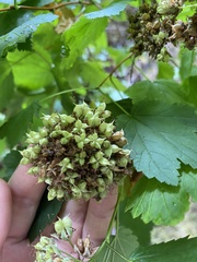 Physocarpus capitatus