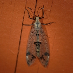 Dendroleon obsoletus