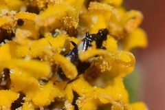 Anthocoridae