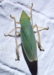 Draeculacephala
