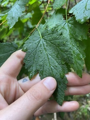 Physocarpus capitatus