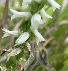 Spiranthes magnicamporum