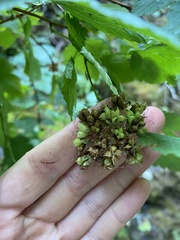 Physocarpus capitatus