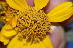 Anthocoridae