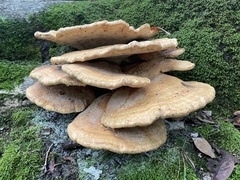 Bondarzewia berkeleyi