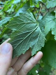 Physocarpus capitatus