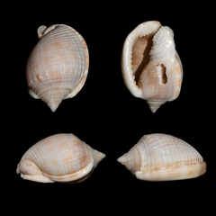 Semicassis centiquadrata