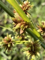 Cyperus virens