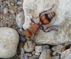 Dasymutilla scaevola