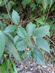 Grewia biloba