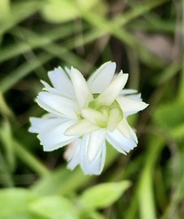 Spiranthes magnicamporum