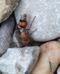Dasymutilla scaevola