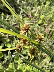 Cyperus virens