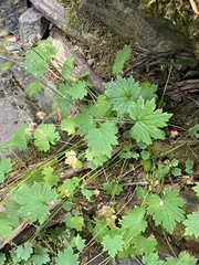 Boykinia occidentalis