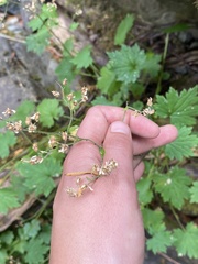 Boykinia occidentalis