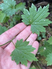 Boykinia occidentalis