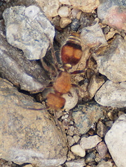 Dasymutilla scaevola