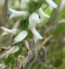 Spiranthes magnicamporum