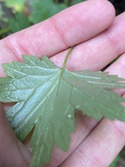 Boykinia occidentalis