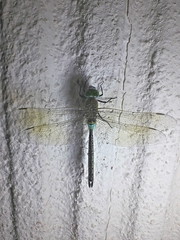 Anax