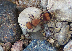 Dasymutilla scaevola