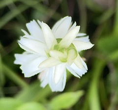 Spiranthes magnicamporum