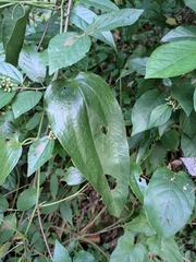 Smilax china