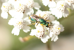 Chrysididae