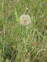 Tragopogon sibiricus