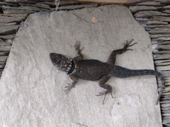 Sceloporus cyanogenys