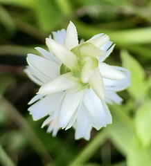 Spiranthes magnicamporum