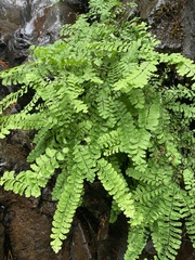 Adiantum aleuticum