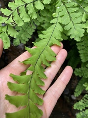 Adiantum aleuticum