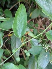 Smilax china