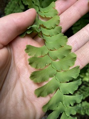 Adiantum aleuticum