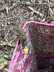 Ontholestes cingulatus