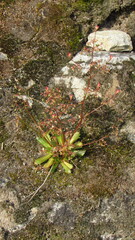 Micranthes ferruginea