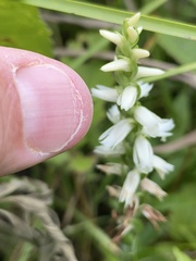 Spiranthes magnicamporum