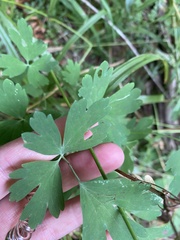 Aquilegia formosa