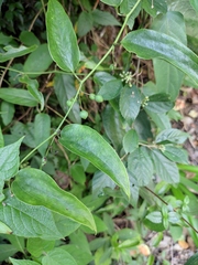 Smilax china