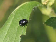 Thyreocoridae