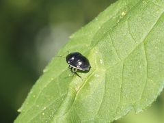 Thyreocoridae